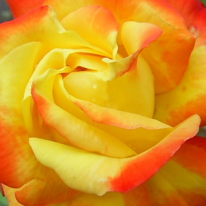 Szkółka róż - róże rabatowe floribunda - żółto - czerwony  - Rosa  Samba® - róża bez zapachu - Reimer Kordes - Jest różą na kwietniki, kwitnie ciągle i etapami.
